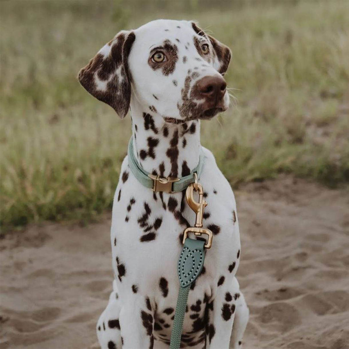 Leash made of polyamide and leather