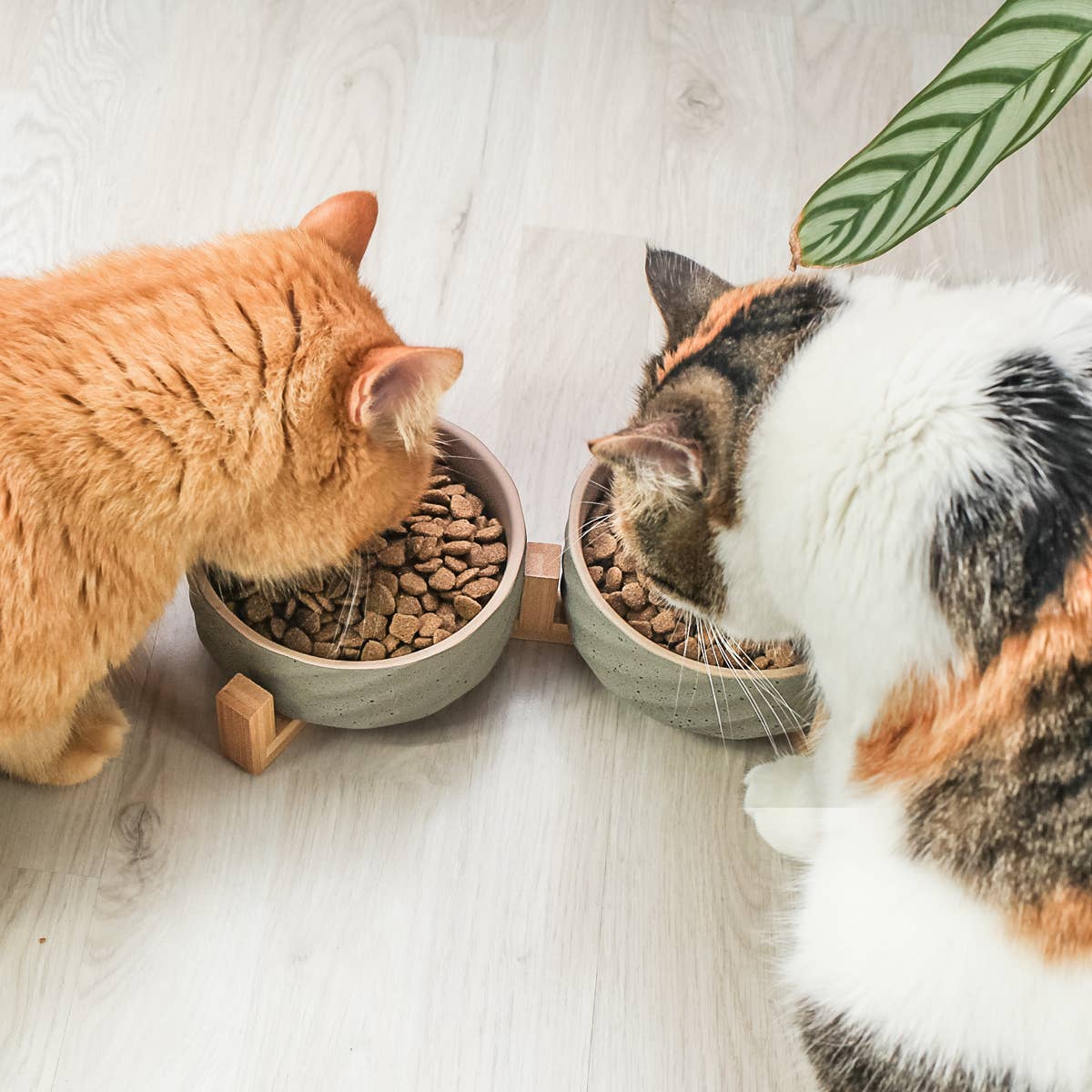 Double ceramic bowl on a bamboo stand