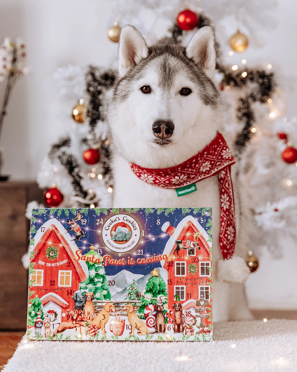Dog Treat Advent Calendar