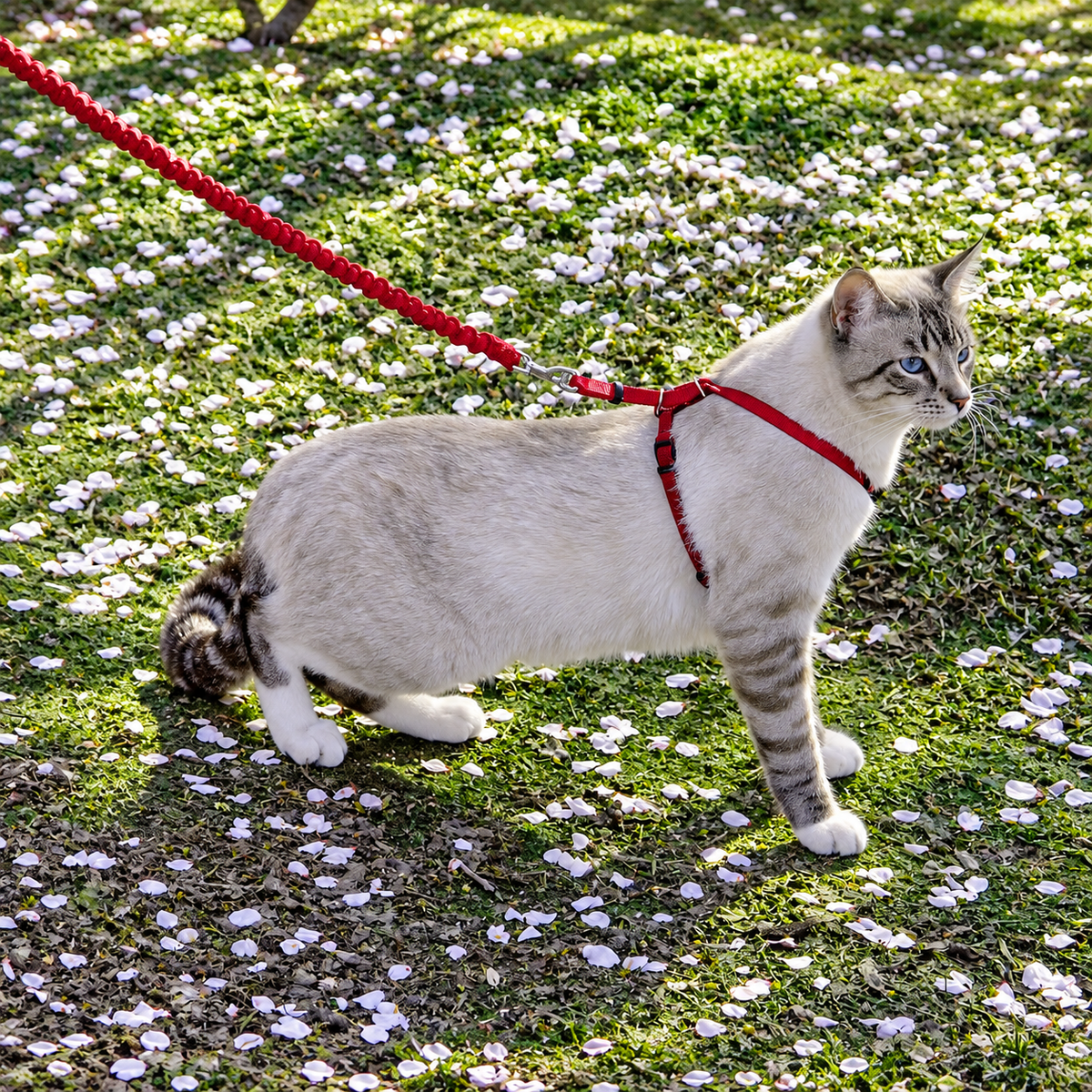 Harnais et laisse Easy Walk® pour chats