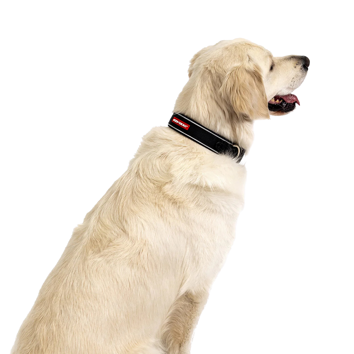 Neo Classic neoprene dog collar