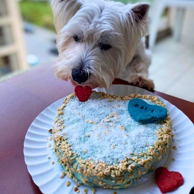 Boxed Cake - Chicken or Krill Cake Mix for Dogs