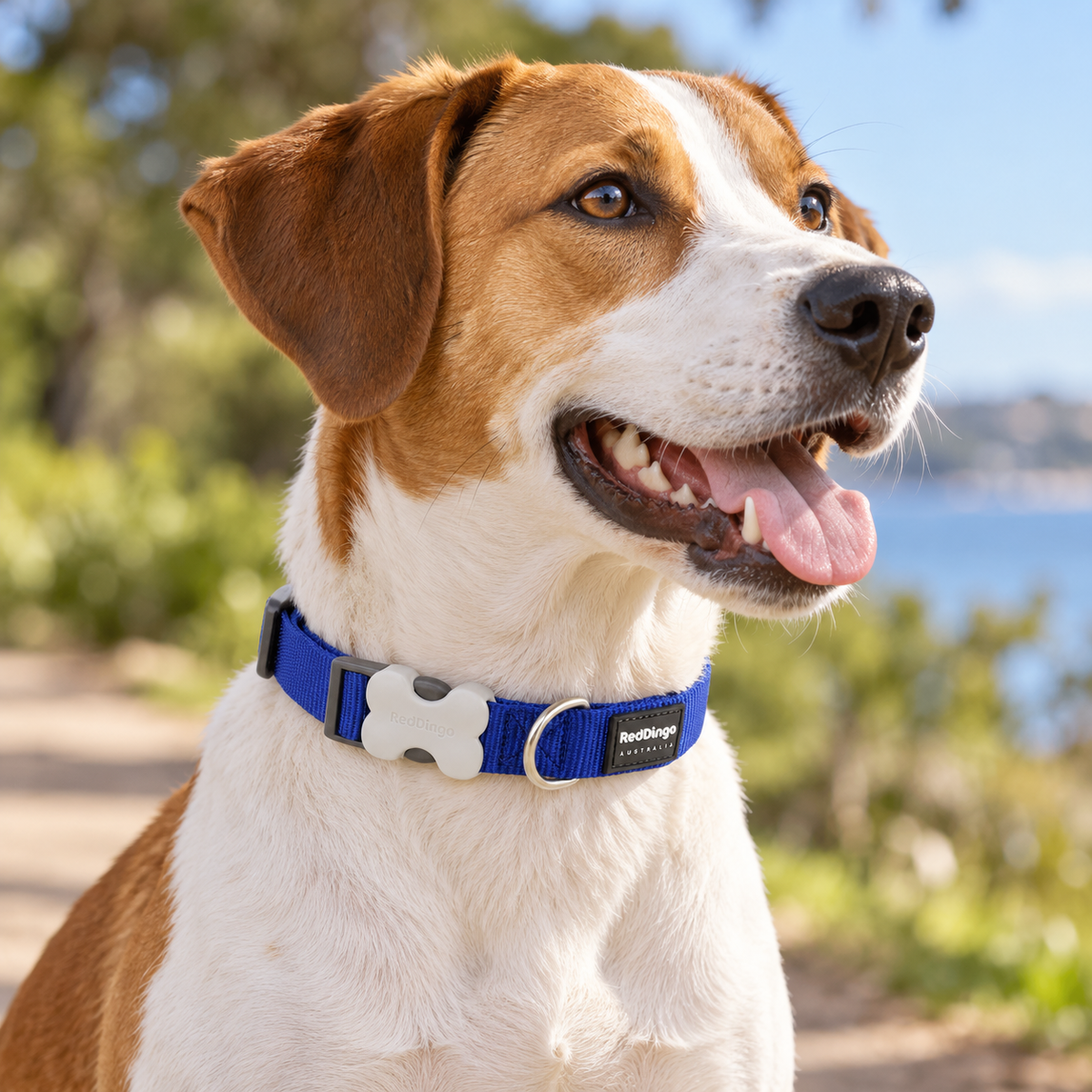 Collier réglable en nylon pour chiens