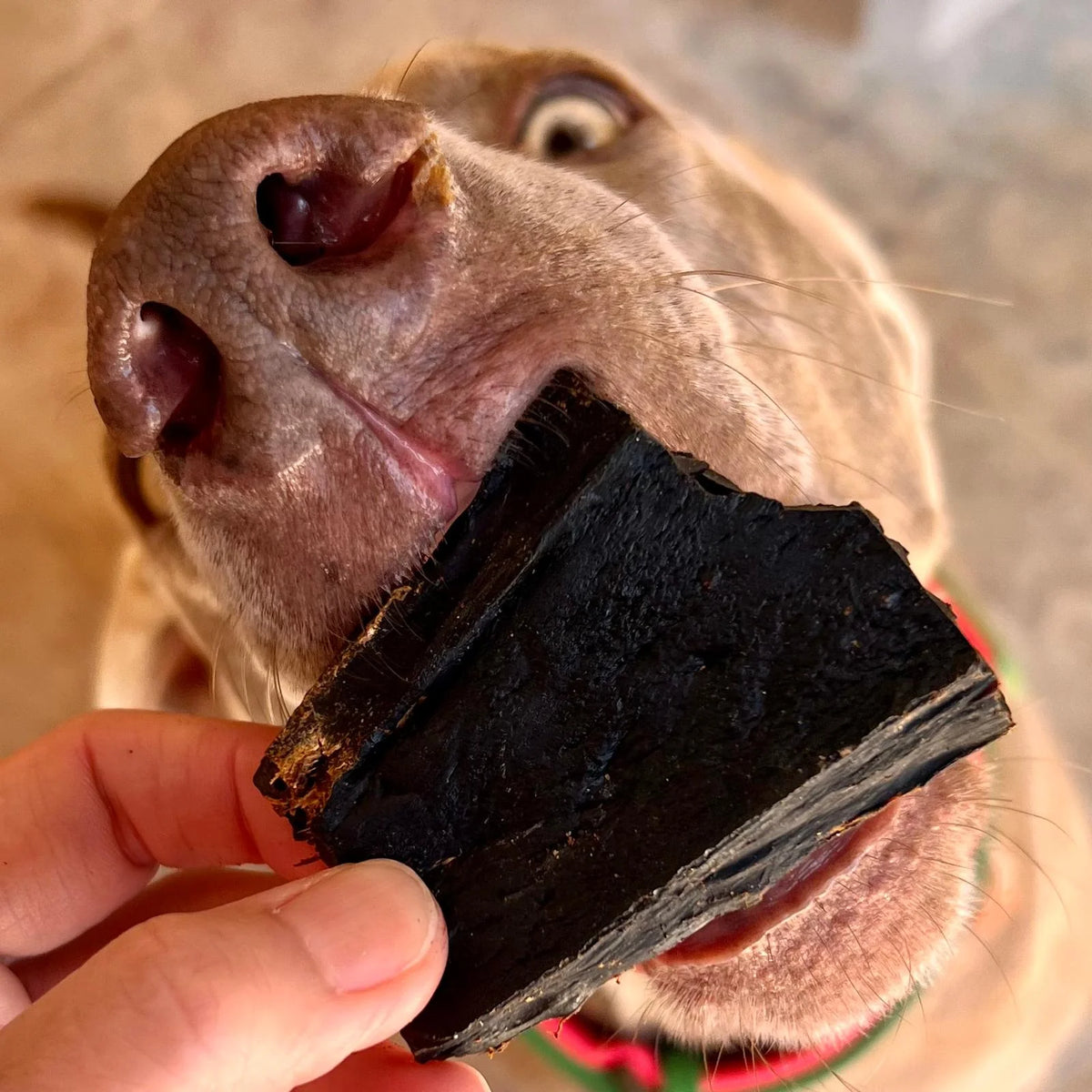 Dried beef liver dog treats