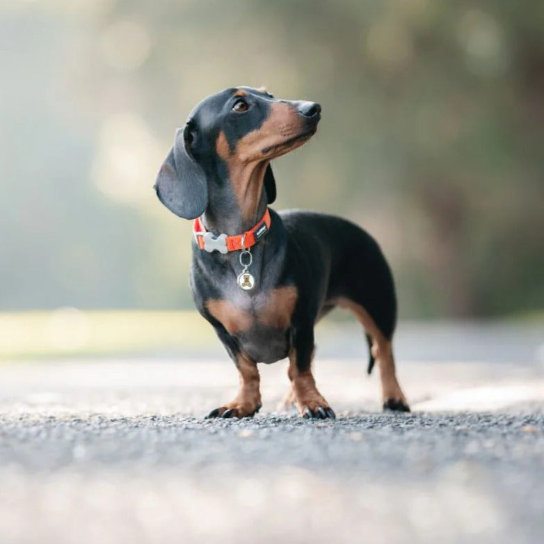 Collier réglable en nylon pour chiens