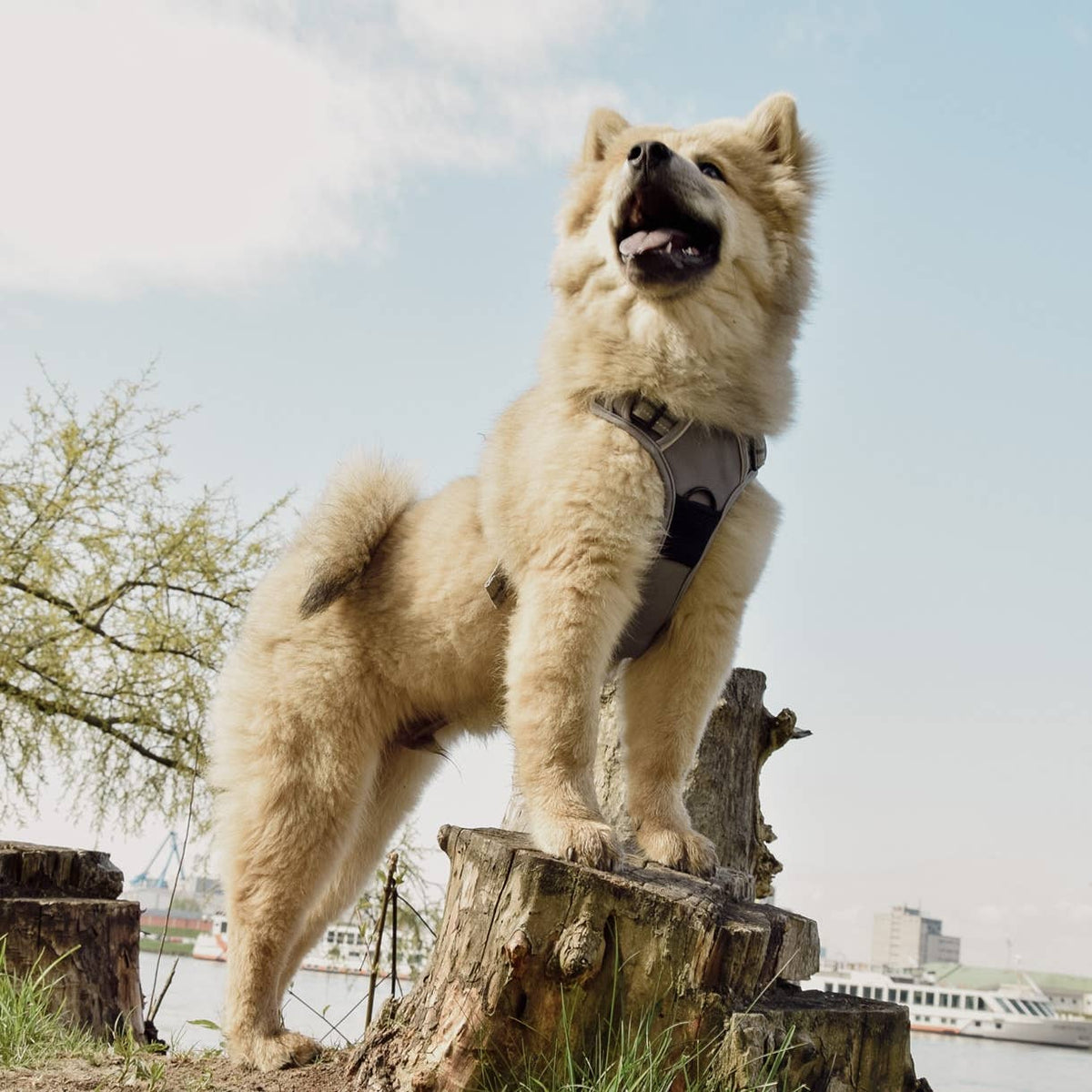 Reflective no-pull dog harness