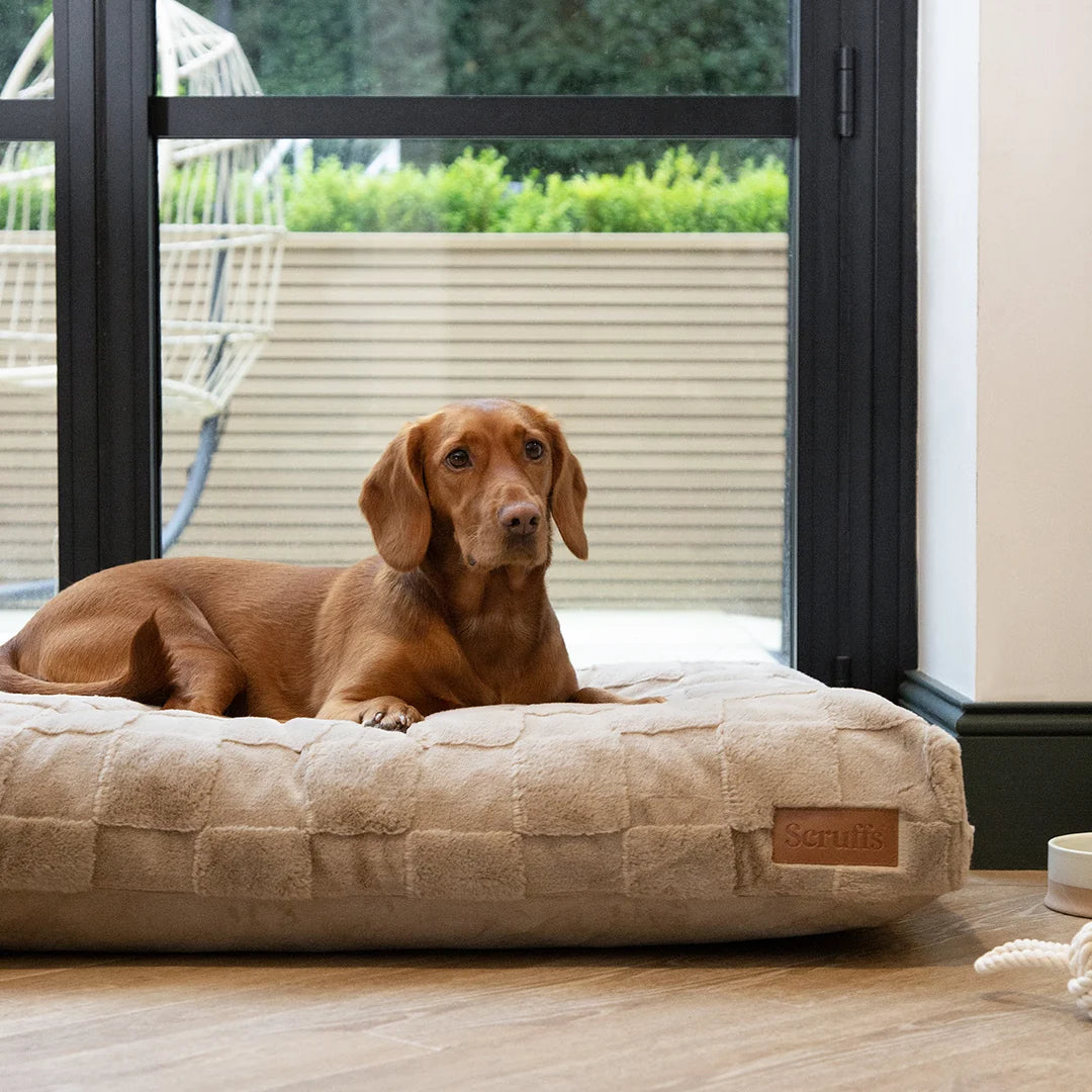 Orthopedic memory foam dog bed