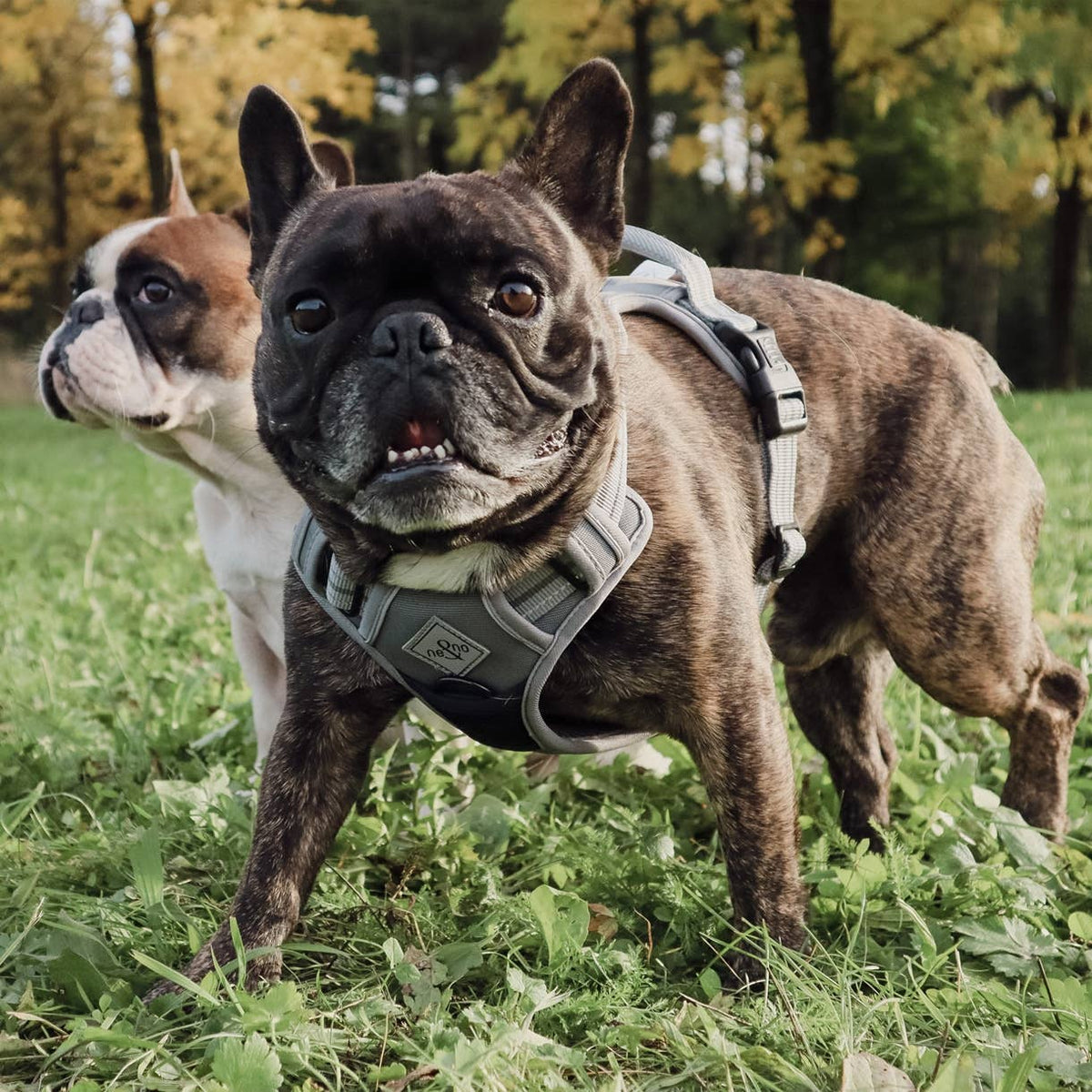 Reflective no-pull dog harness
