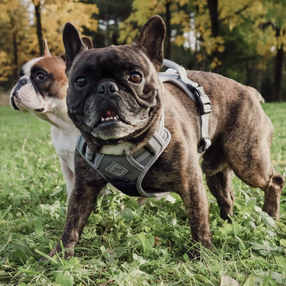 Reflective no-pull dog harness
