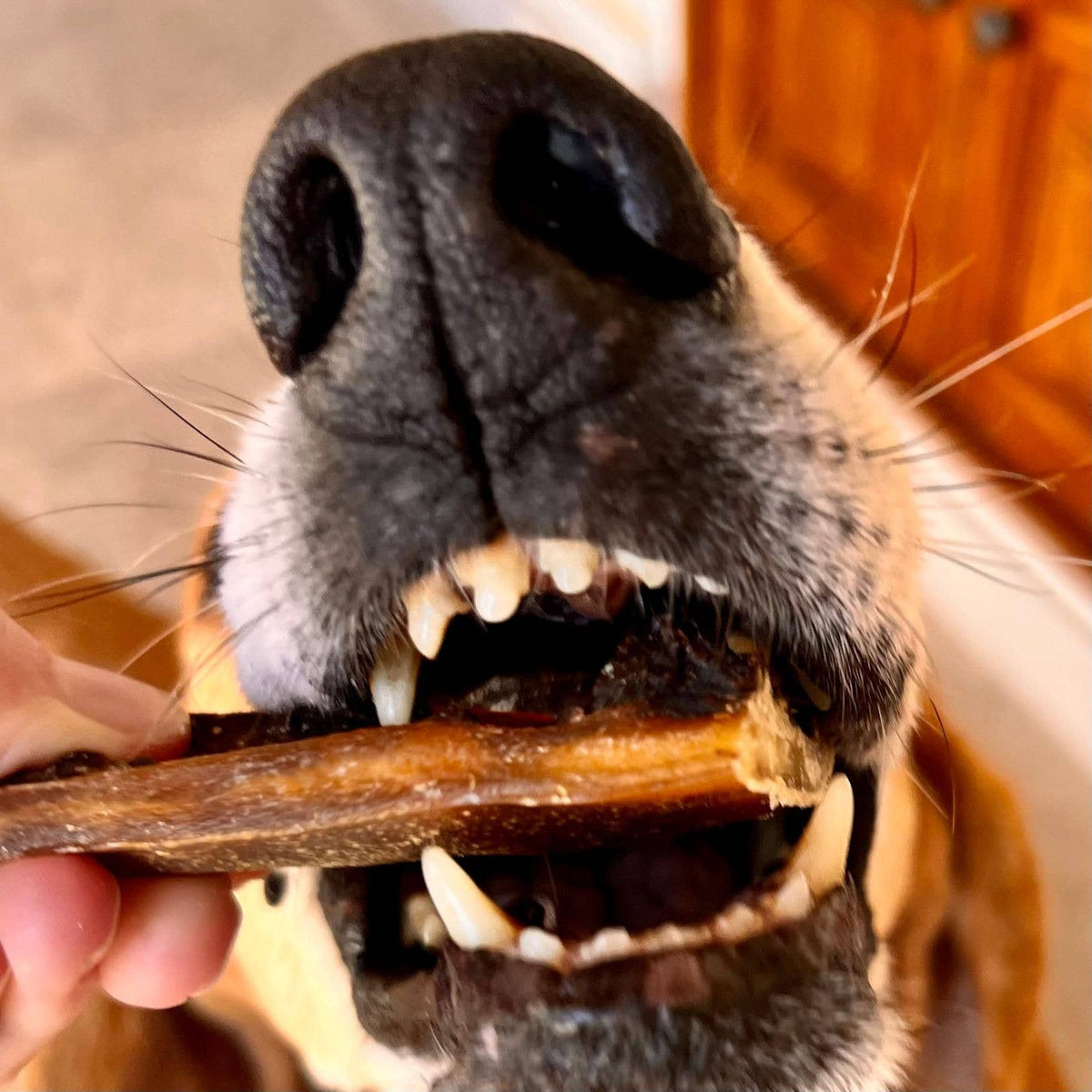 Dried pork intestine dog treats