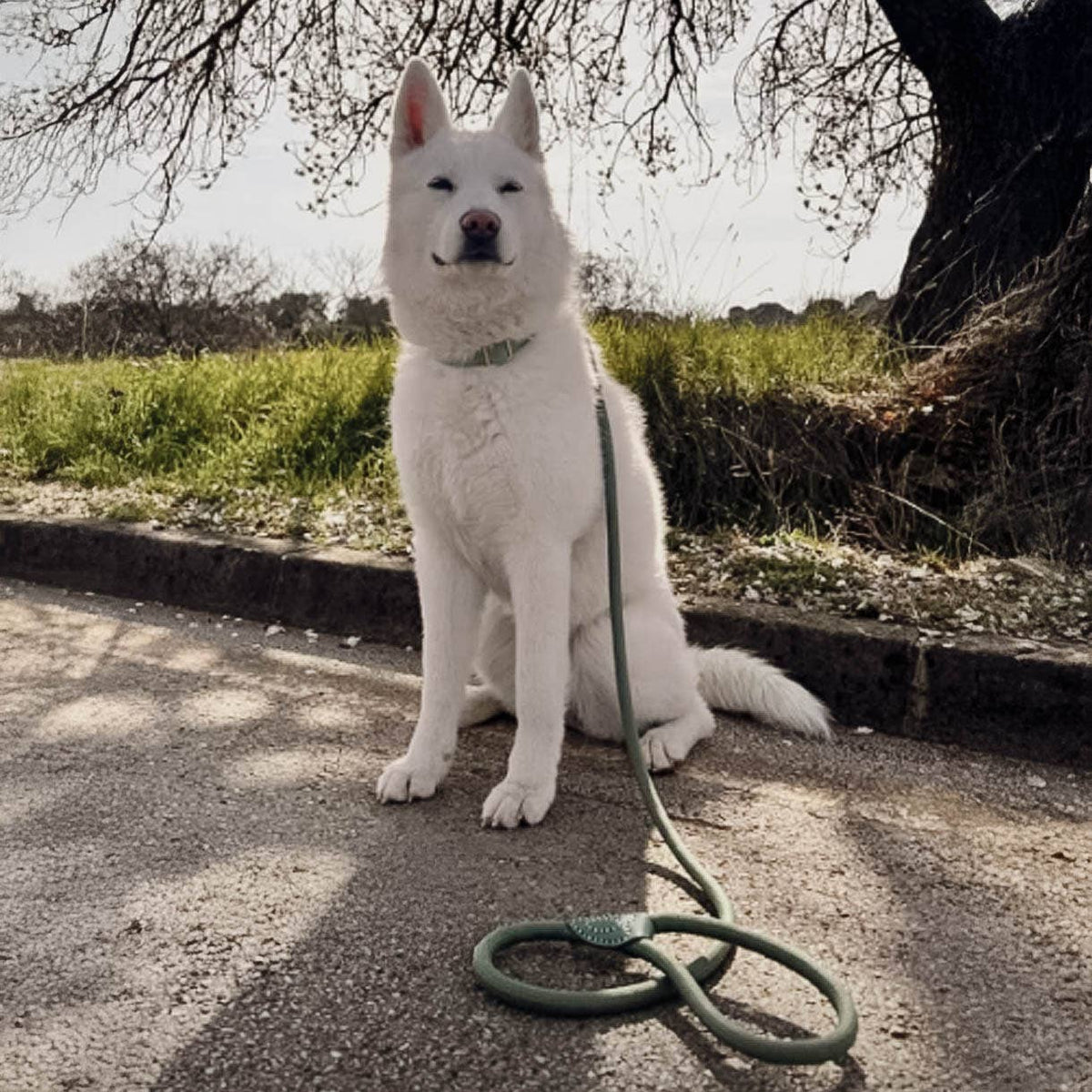 Leash made of polyamide and leather