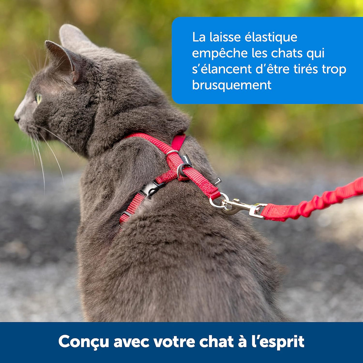 Harnais et laisse Easy Walk® pour chats