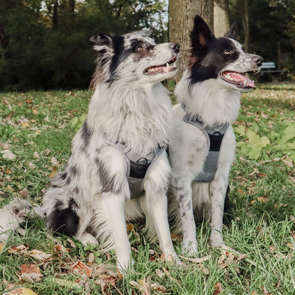 Reflective no-pull dog harness
