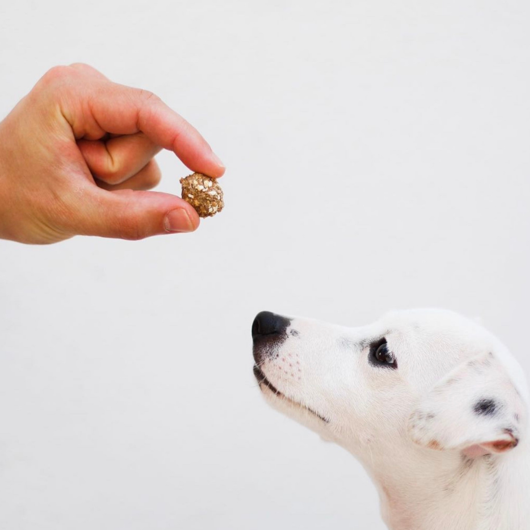 Pork and sardine treat cone for dogs