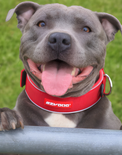 Neo Classic neoprene dog collar