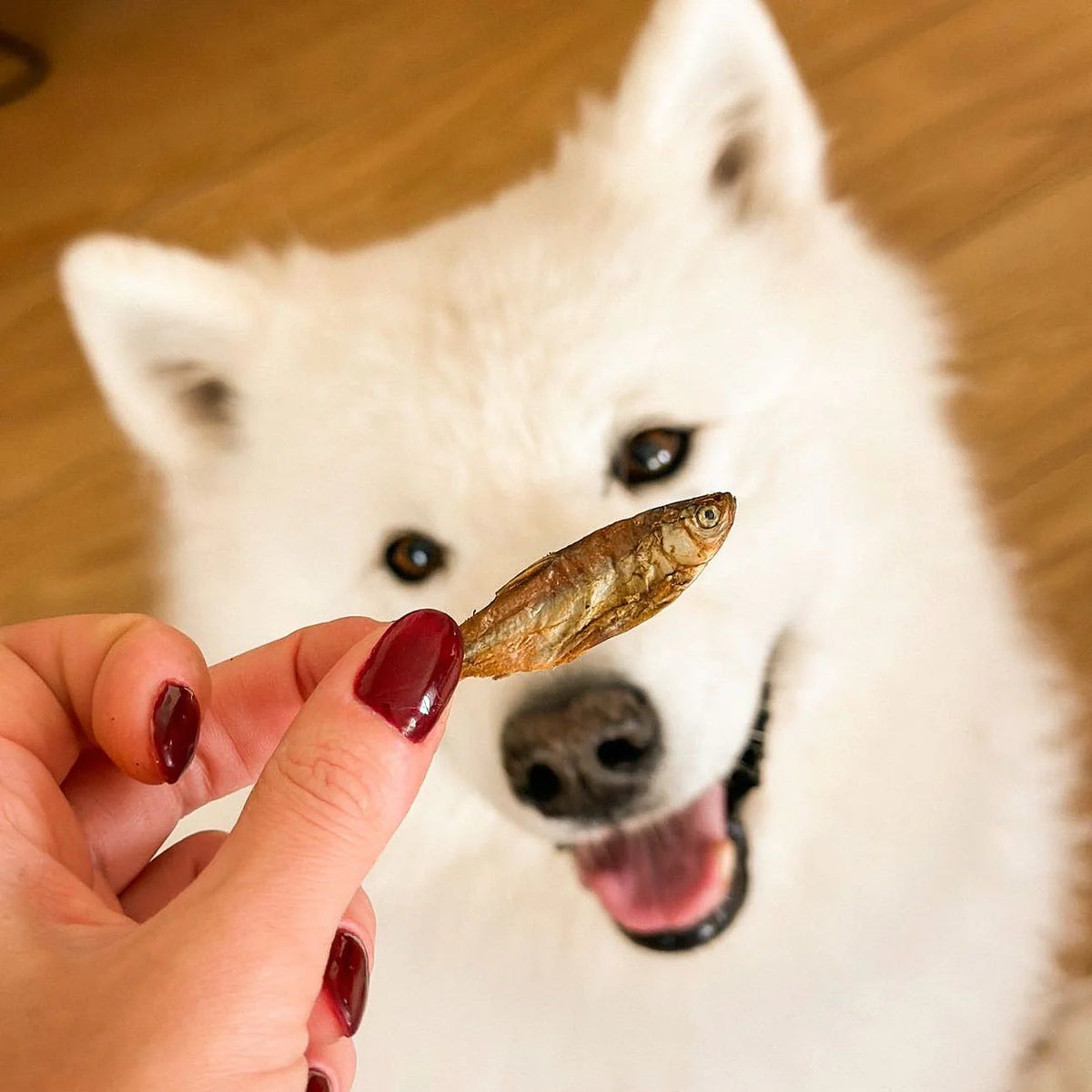 Dried fish for dogs and cats