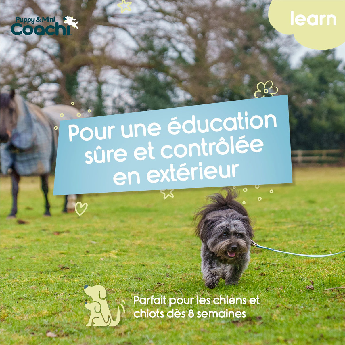 Waterproof leash for puppies and small dogs