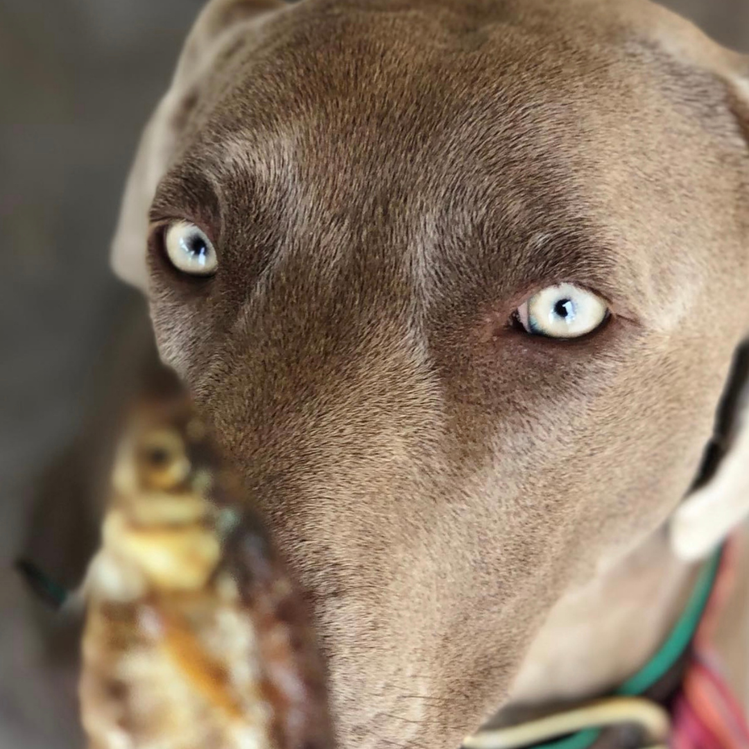 Dried fish for dogs and cats