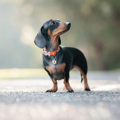 Collier réglable en nylon pour chiens
