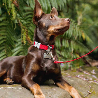 Collier réglable en nylon pour chiens