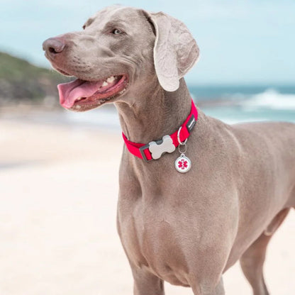 Collier réglable en nylon pour chiens