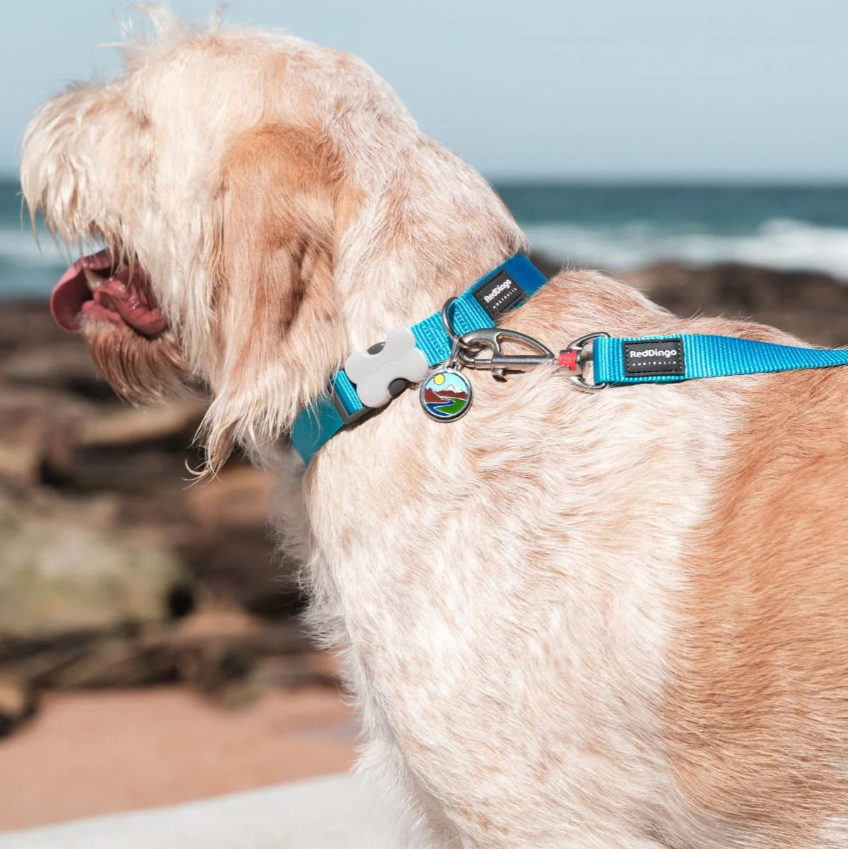 Collier réglable en nylon pour chiens