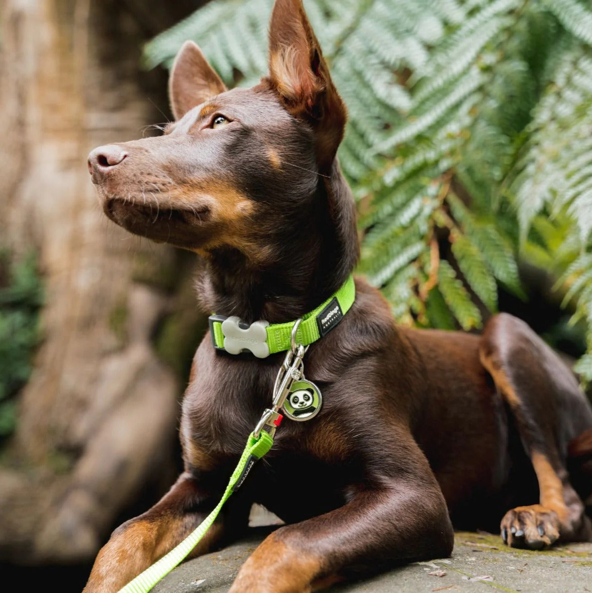 Collier réglable en nylon pour chiens