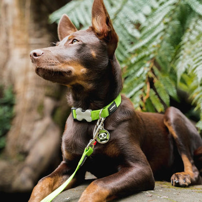Collier réglable en nylon pour chiens