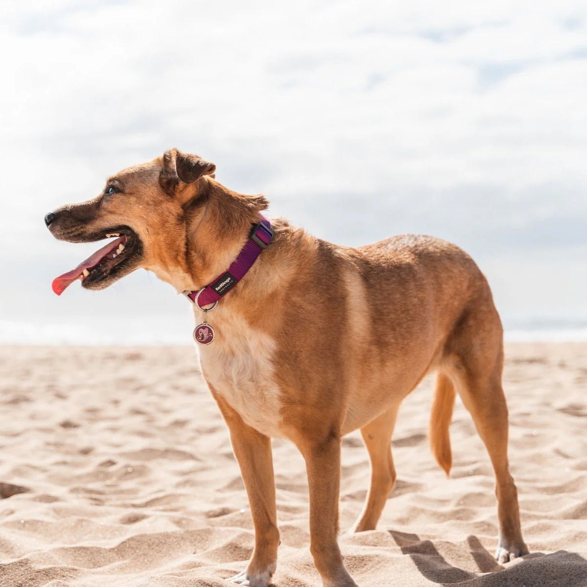 Collier réglable en nylon pour chiens
