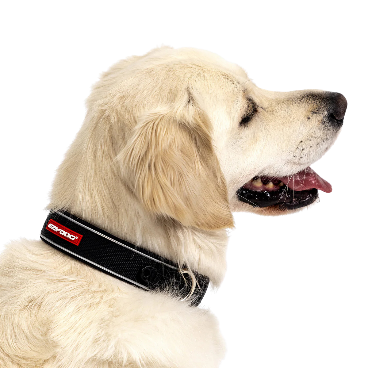 Neo Classic neoprene dog collar