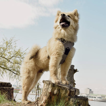 Reflective no-pull dog harness