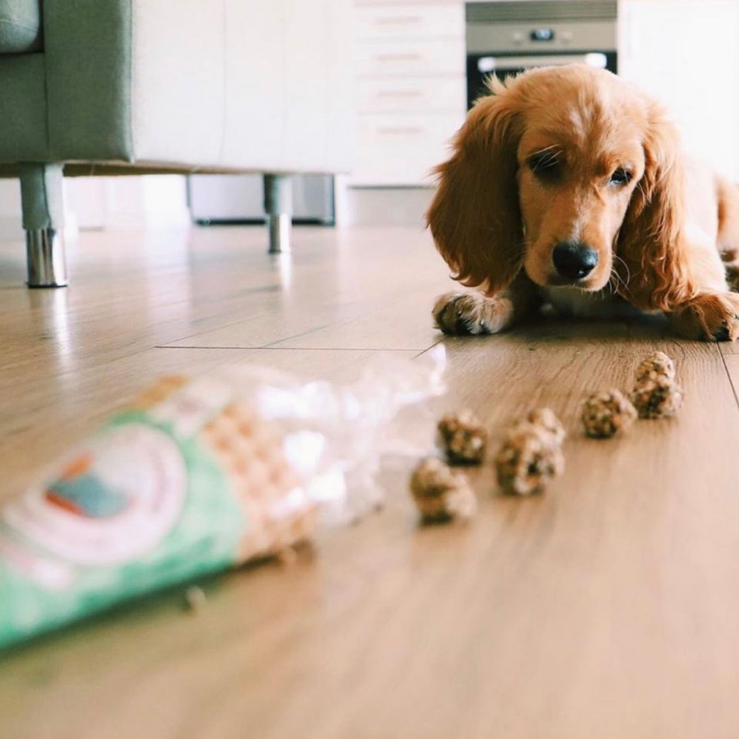 Pork and sardine treat cone for dogs