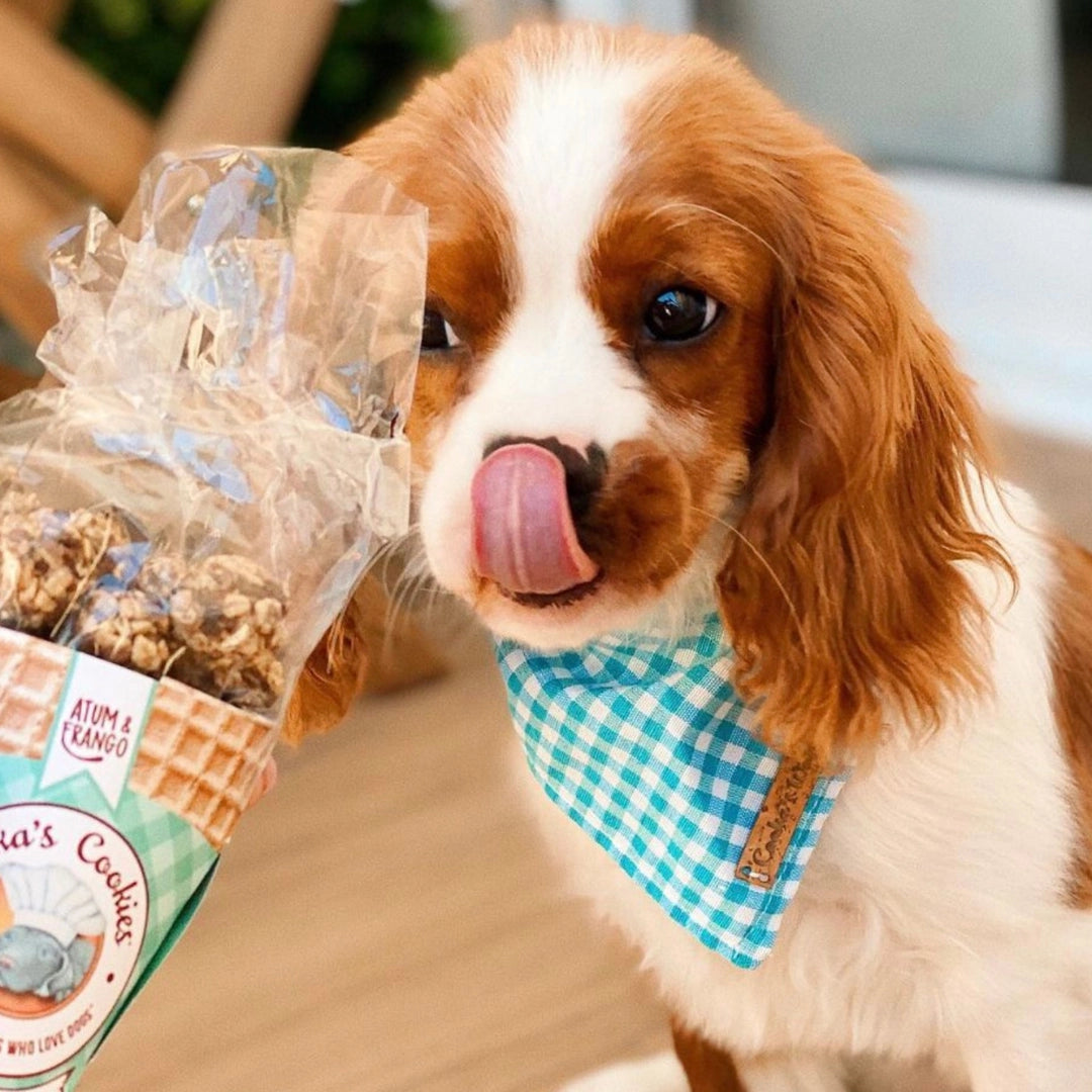 Cornet de friandises poulet et thon pour chiens