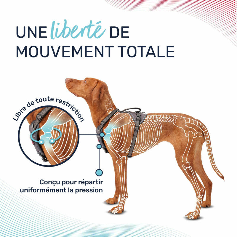 Adjustable anatomical dog harness