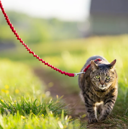 Harnais et laisse Easy Walk® pour chats